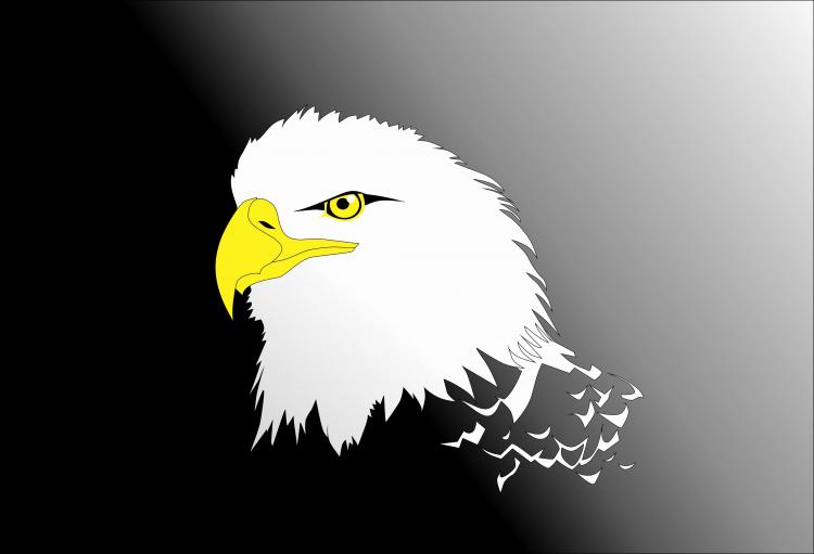 free vector Vector Eagle Head